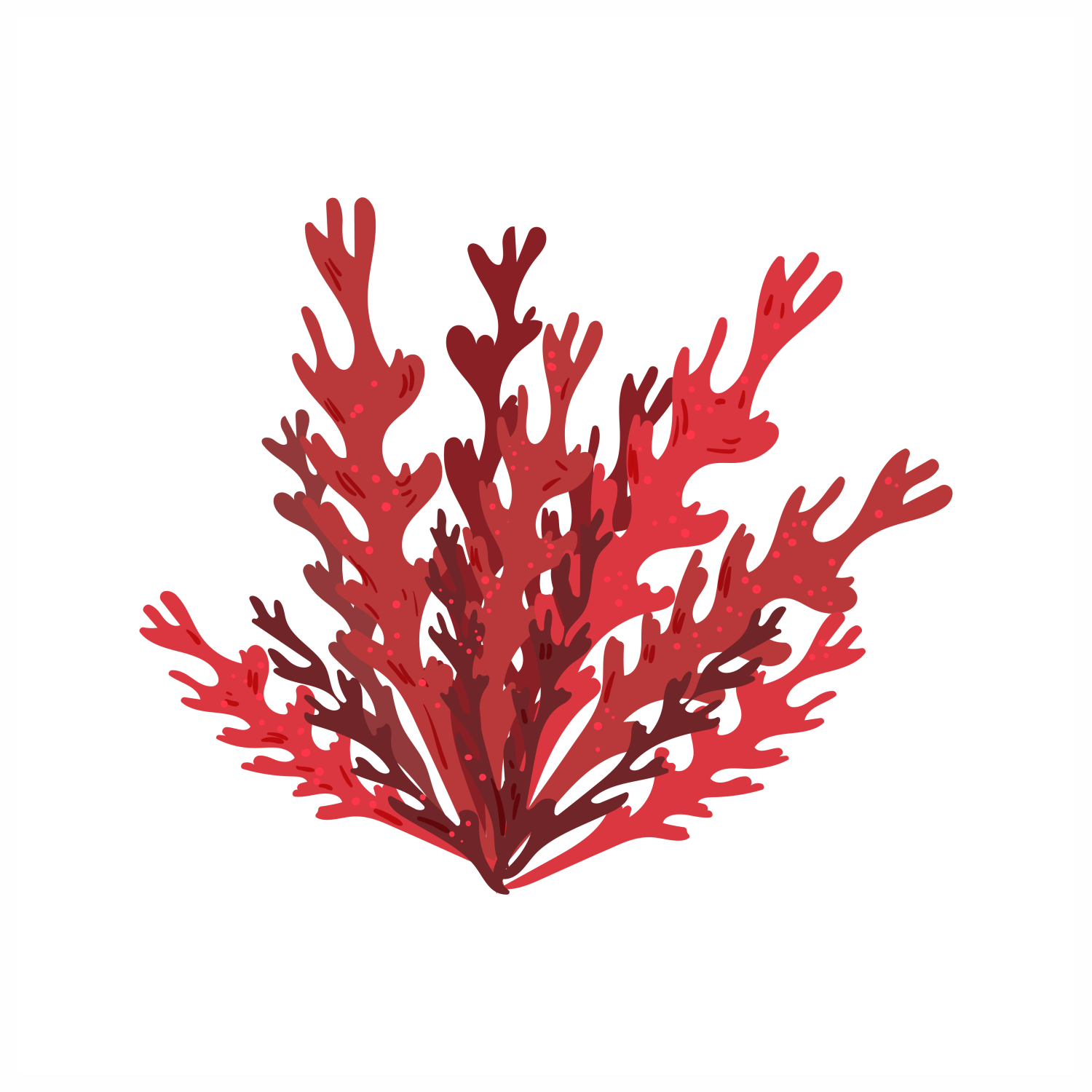 Chondrus Crispus (Carrageenan/Red Algae) Extract: From the Deep Blue Sea to Your Skin