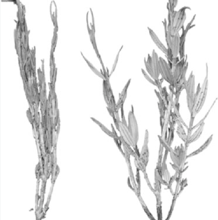 Myrothamnus Flabellifolia Leaf/Stem Extract: The Resurrection Plant