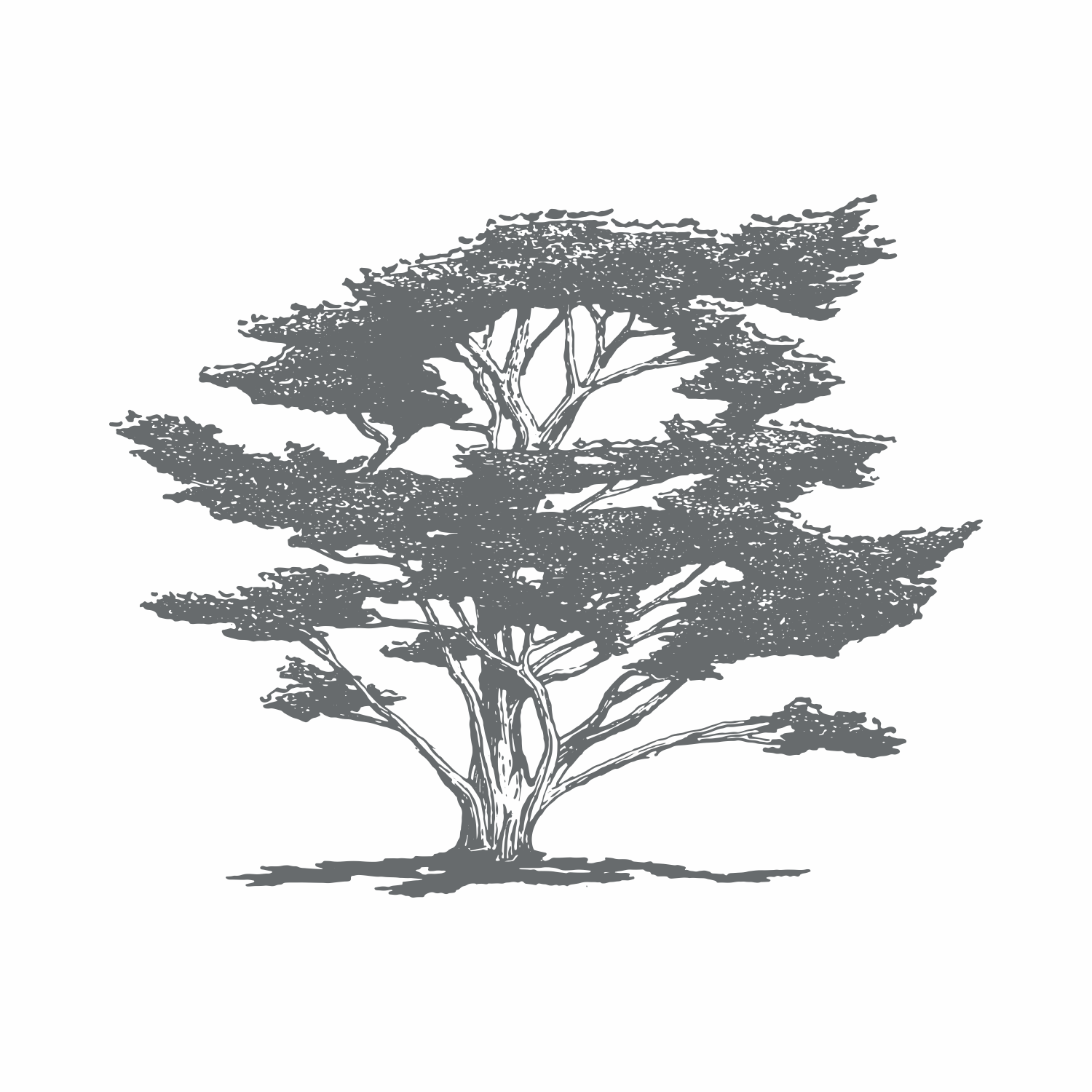 Cedrus Atlantica (Atlas Cedar) Bark Oil: Why This Ancient Elixir Belongs in Your Skincare Ritual - ALODERMA