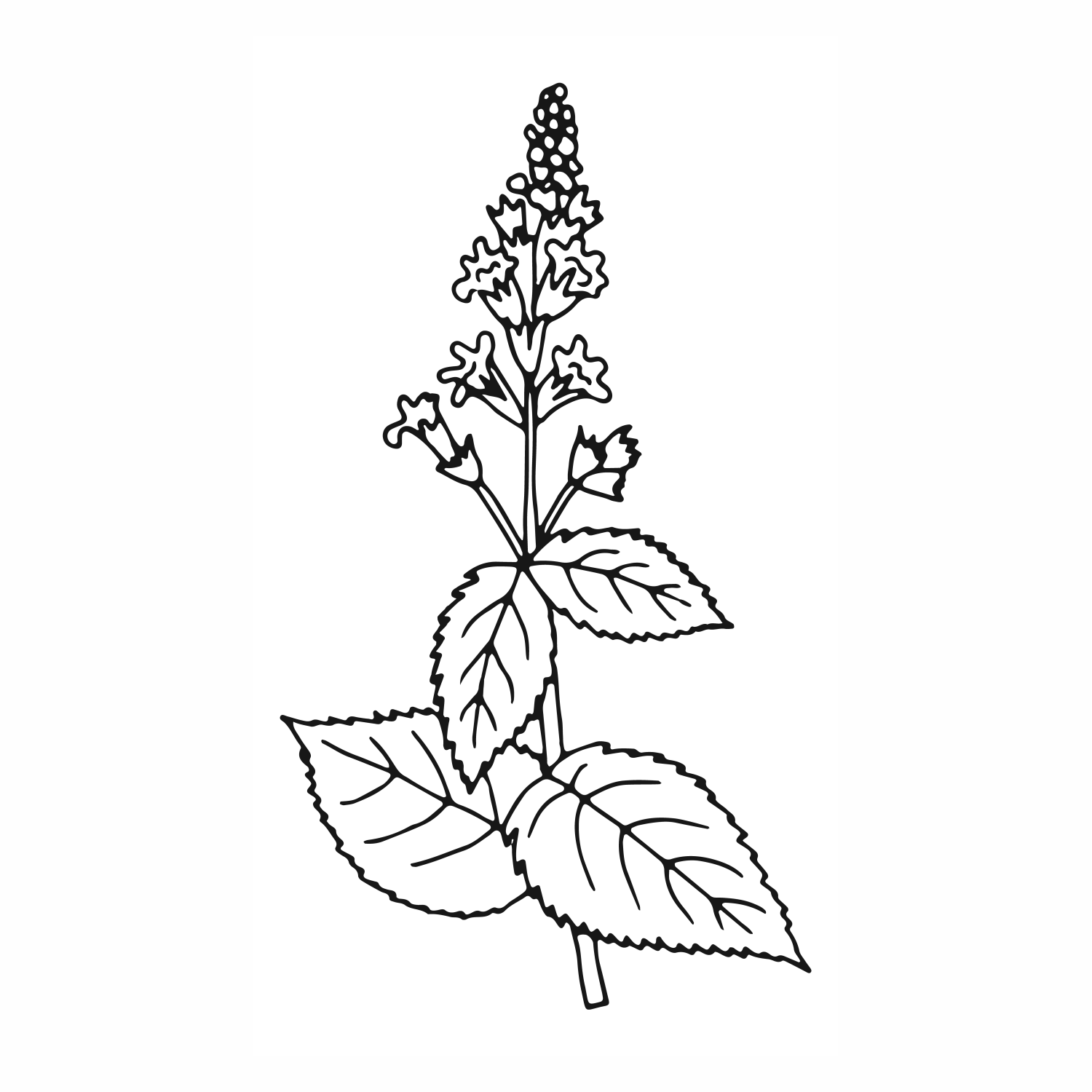 Veronica Officinalis (Heath Speedwell) Flower/Leaf/Stem Extract