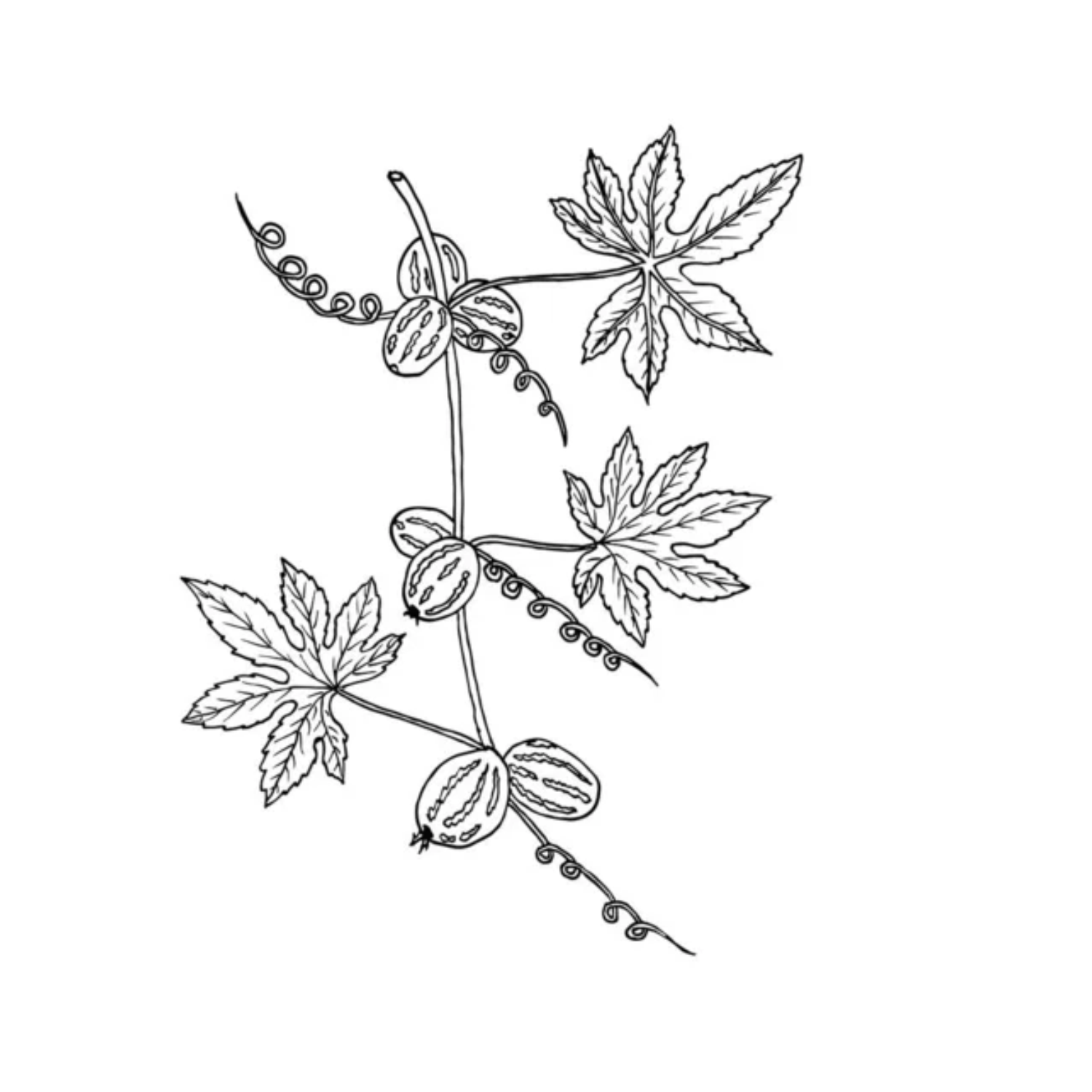 Gynostemma Pentaphyllum (Southern Ginseng) Leaf/Stem Extract