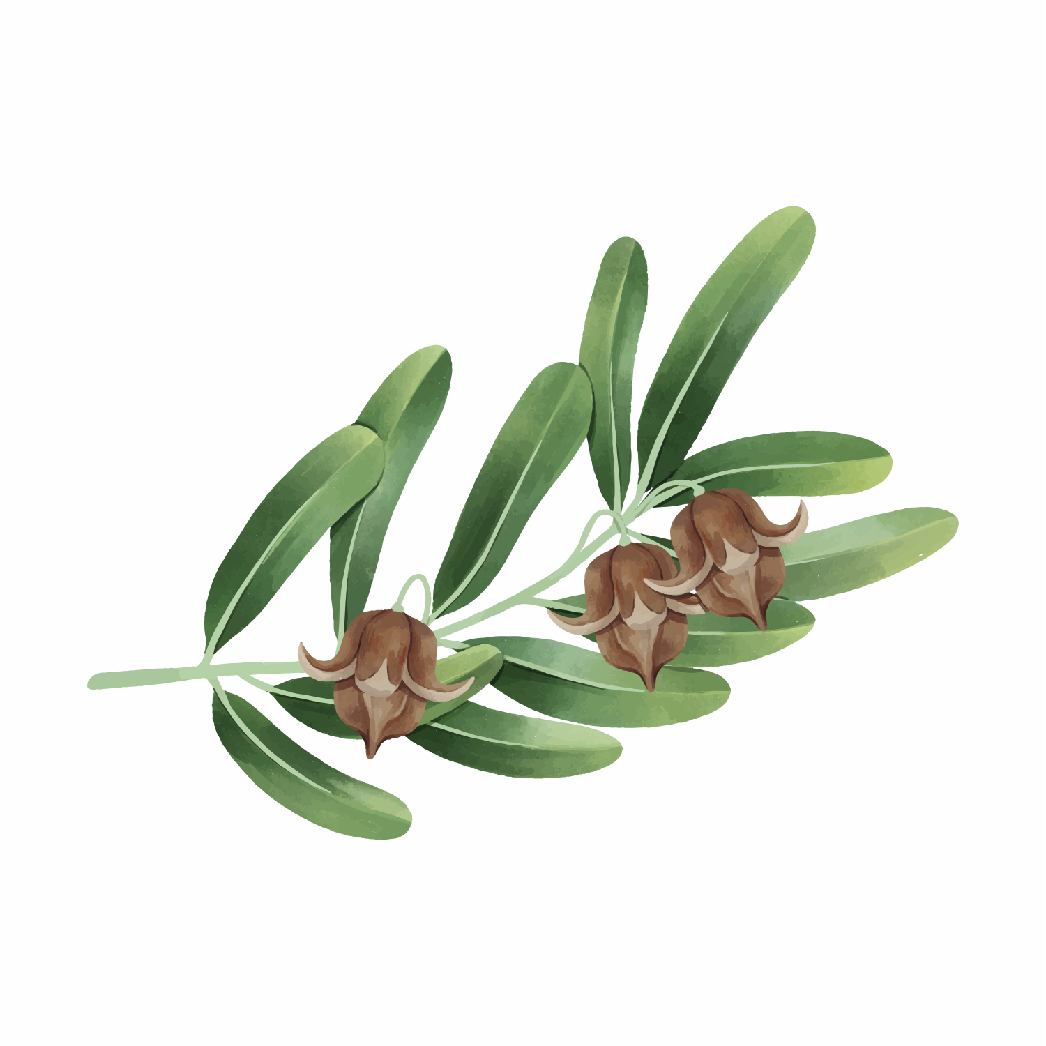 Simmondsia Chinensis (Jojoba) Seed Oil: Nature's Moisturizer for All Skin Types