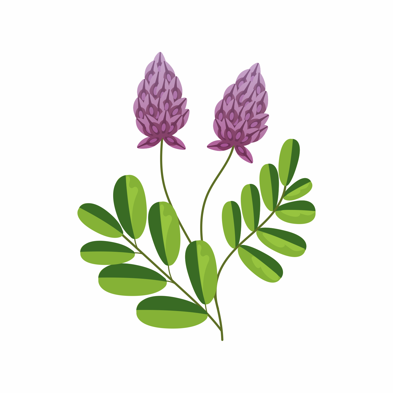 Glycyrrhiza Glabra (Licorice) Extract: A natural skincare ingredient for brighter, more even skin