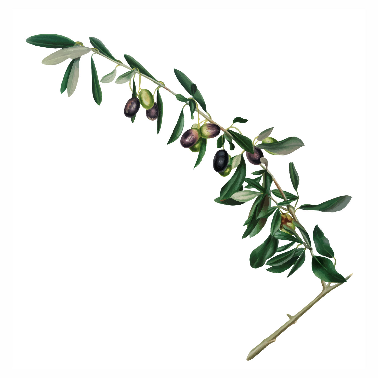 Olea Europaea (Olive) Leaf Extract: From Olive Branch to Luminous Skin