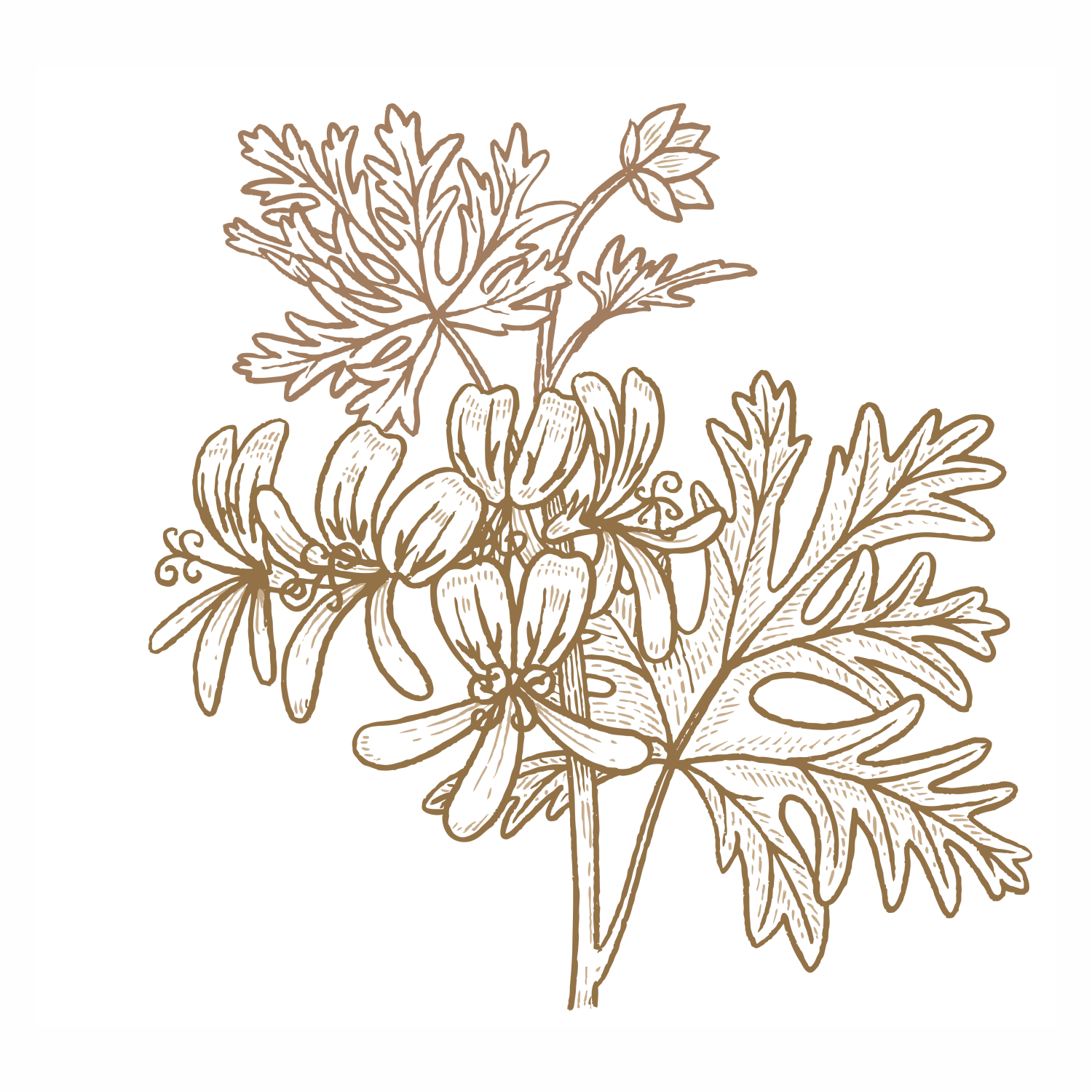 Pelargonium Graveolens (Rose Geranium) Oil: Unveiling the Rose Petal Power