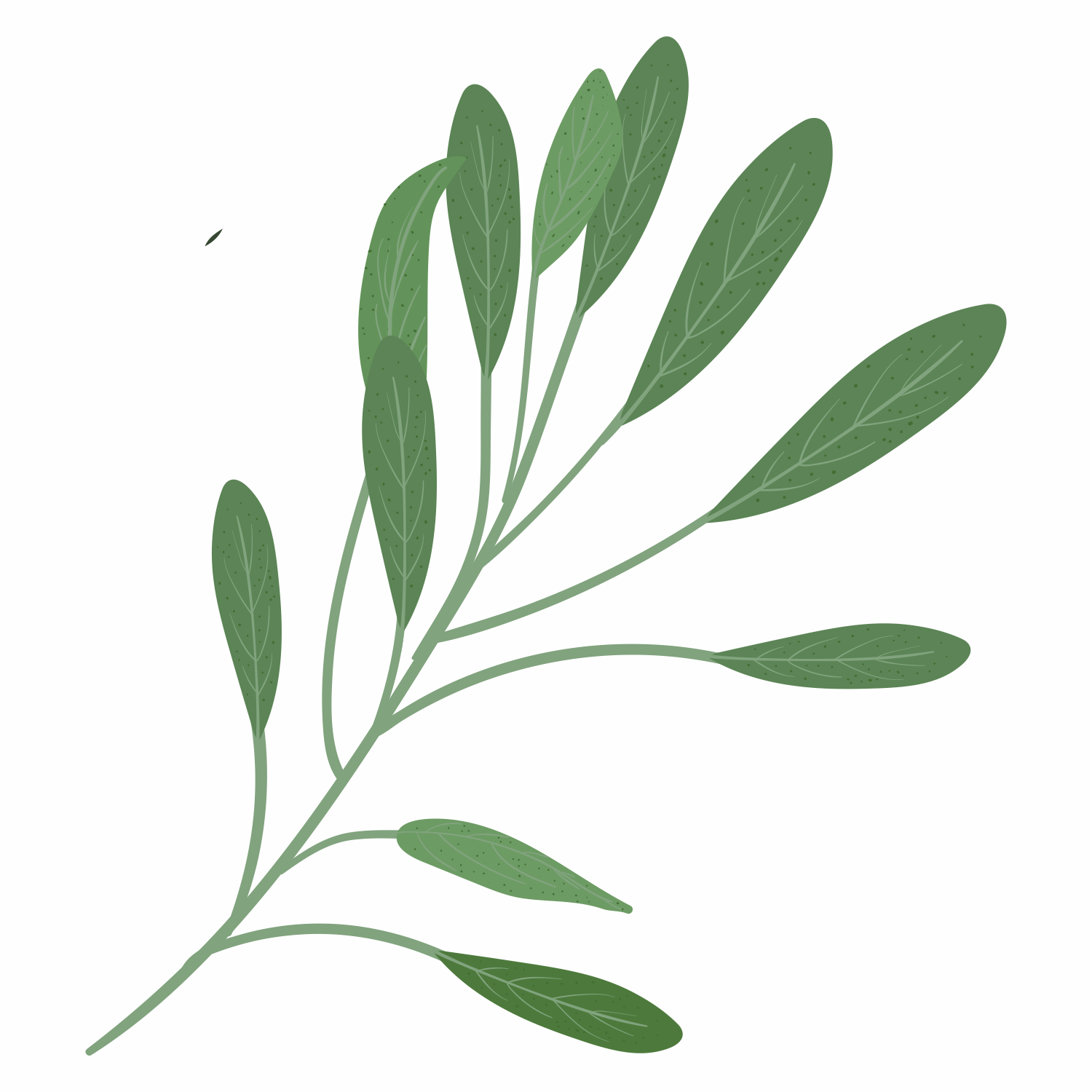 Salvia Officinalis (Sage) Oil