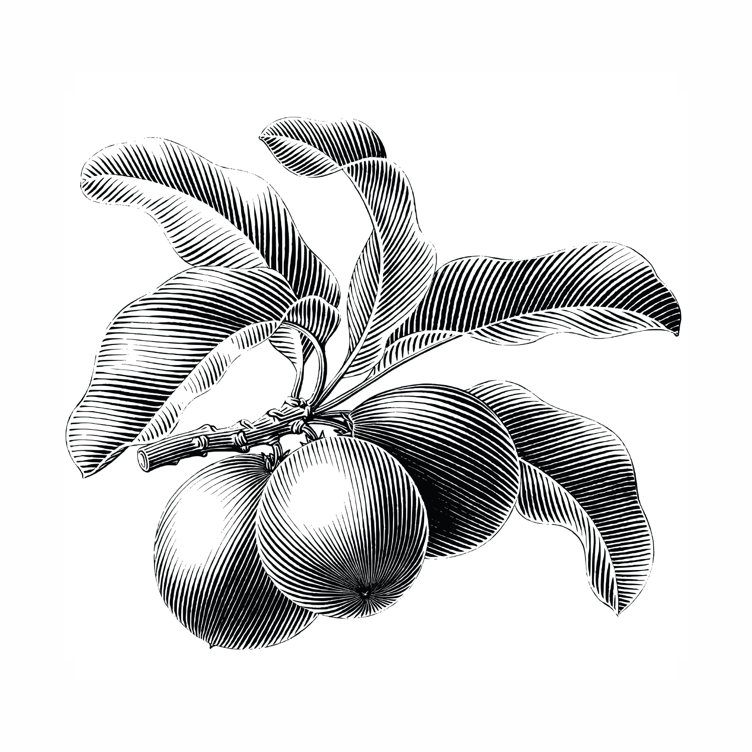 Butyrospermum Parkii (Shea-Butter)
