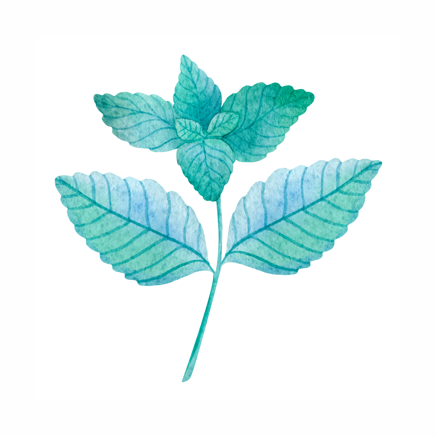 Mentha Arvensis (Wild Mint) Leaf Extract: Nature's Cooling Kiss for Your Skin