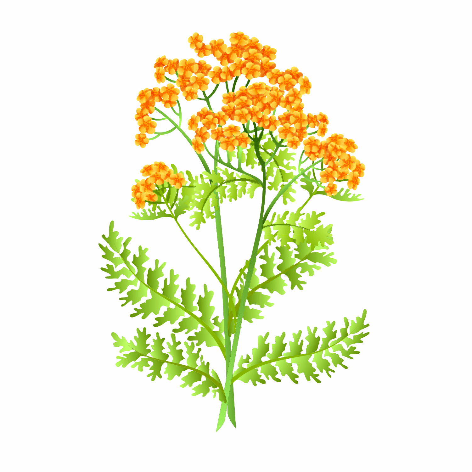 Achillea Millefolium (Yarrow) Extract: A Farm-to-Skin Skincare Superstar - ALODERMA