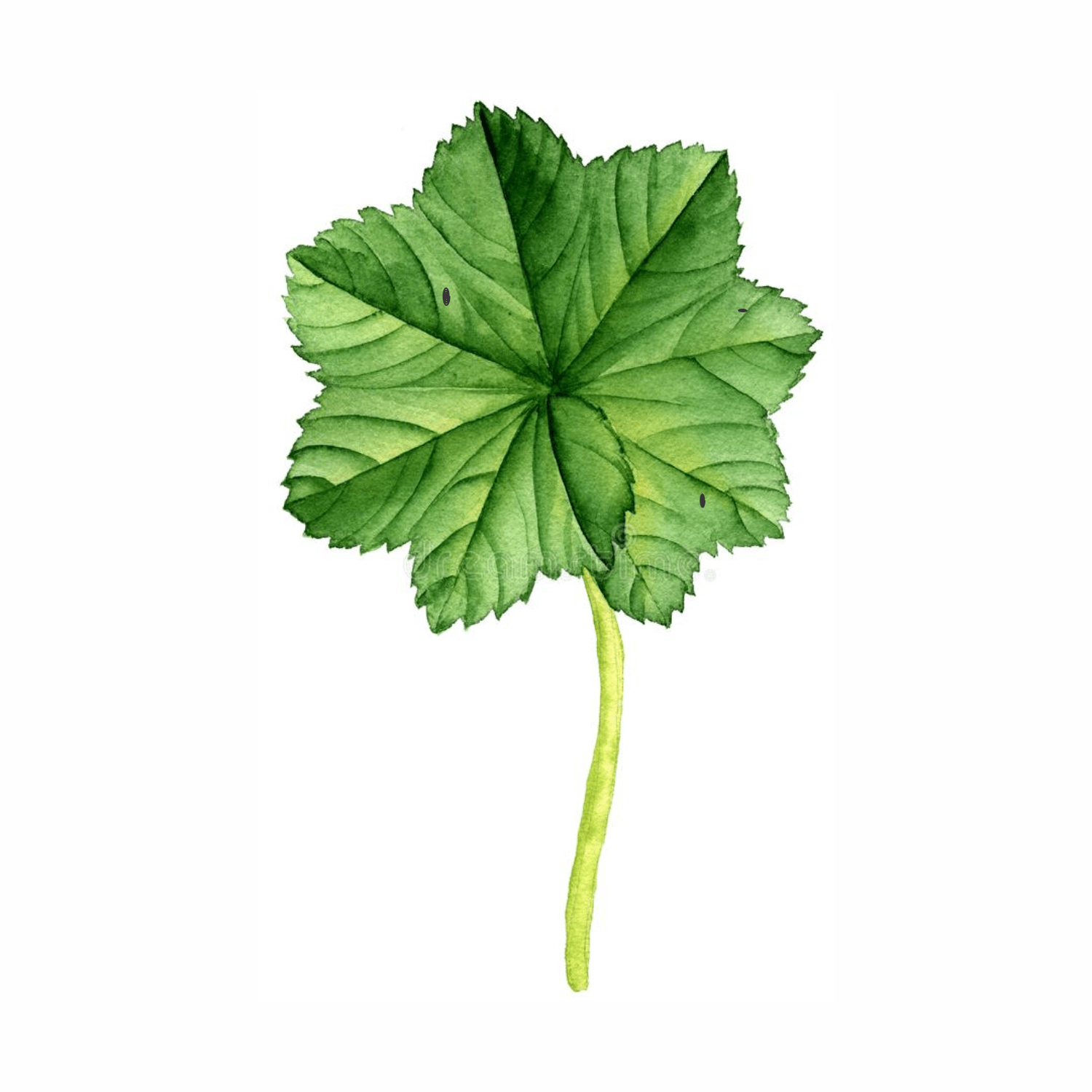 Alchemilla Vulgaris (Lady's Mantle) Extract: A Skincare Gem - ALODERMA