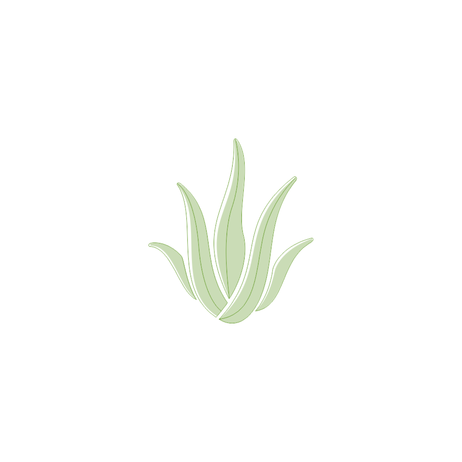 Aloe Vera Barbadensis: The Heart of Aloderma - ALODERMA