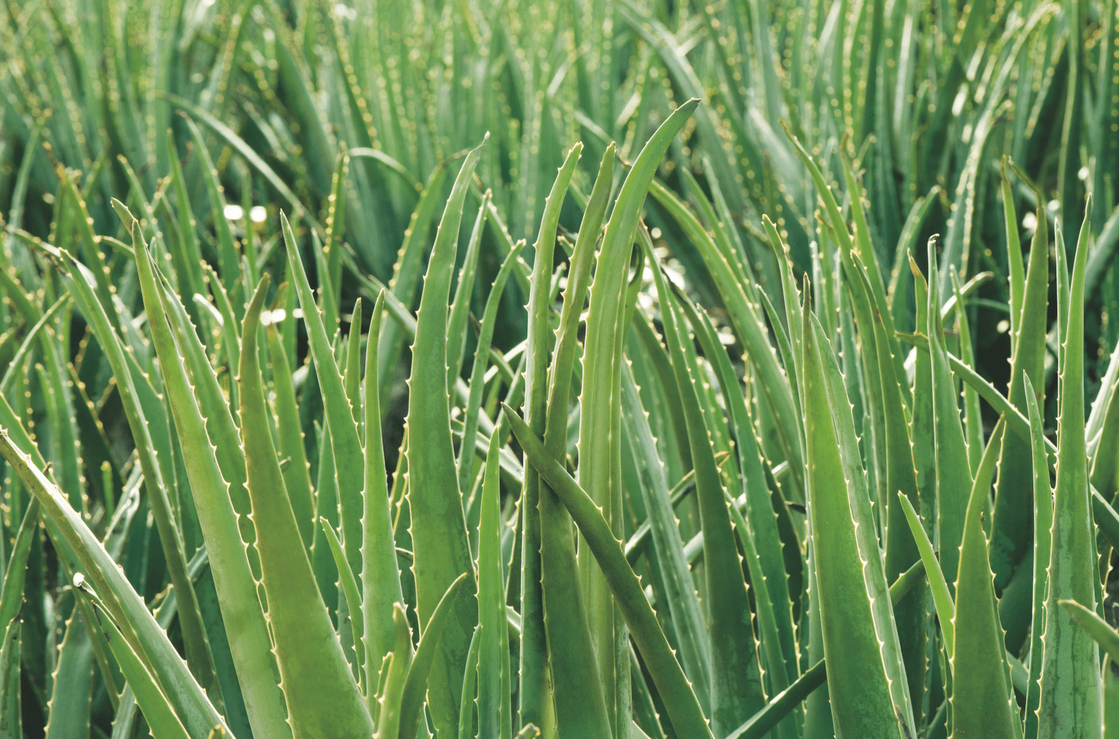 Aloe Vera's Antifungal Properties - ALODERMA