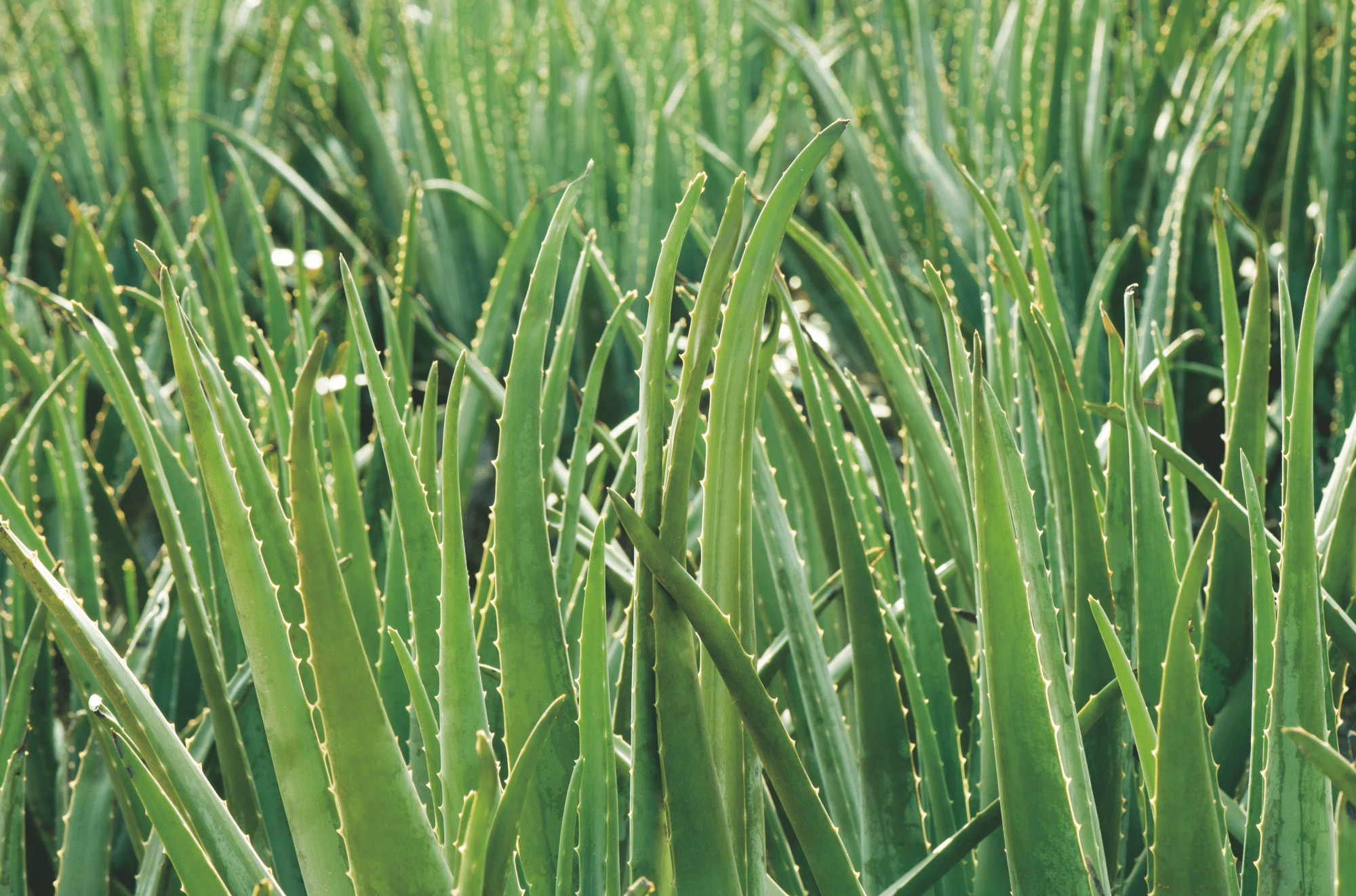 Aloe Vera's Antifungal Properties - ALODERMA