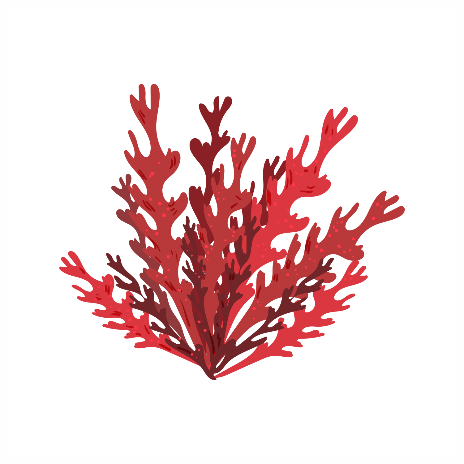 Chondrus Crispus (Carrageenan/Red Algae) Extract: From the Deep Blue Sea to Your Skin - ALODERMA