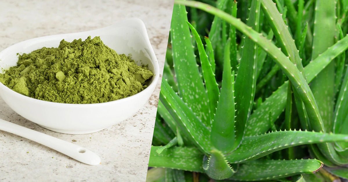 Does it Matter? Dried Aloe vs. Natural Aloe Gel - ALODERMA