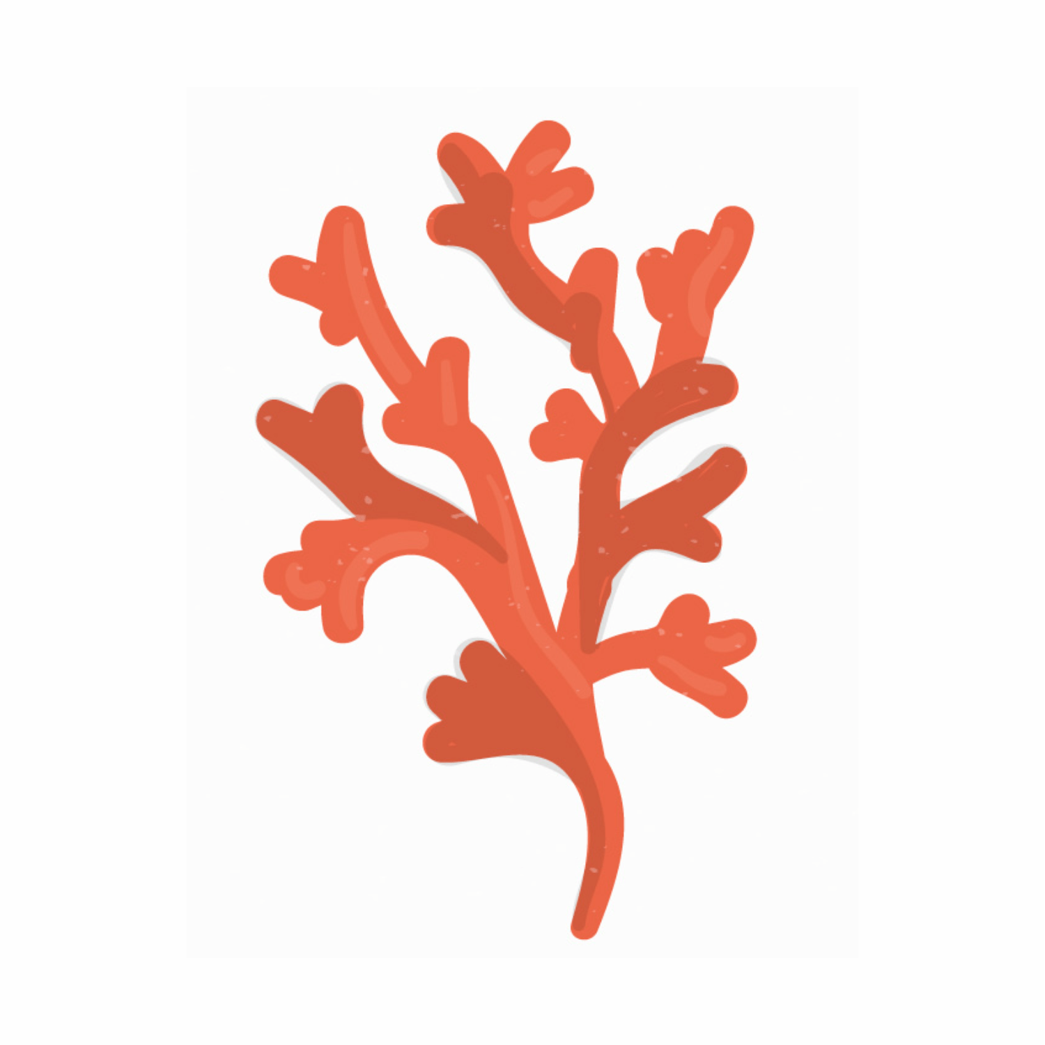 Gelidiella Acerosa (Red Algae) Extract: From the Sea to Your Skin - ALODERMA