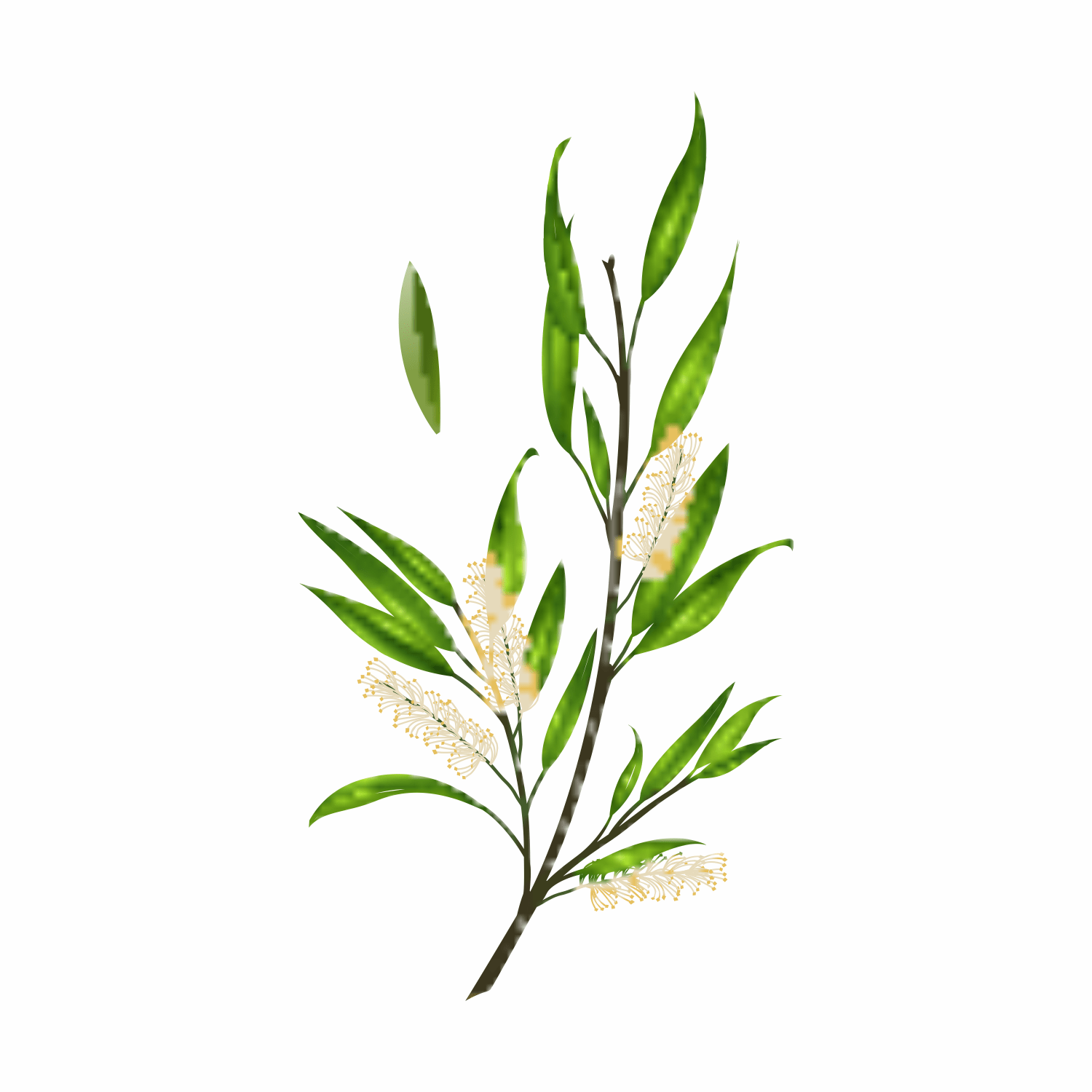 Melaleuca Alternifolia (Tea Tree) Leaf Oil: The Power of Tea Tree Oil - ALODERMA