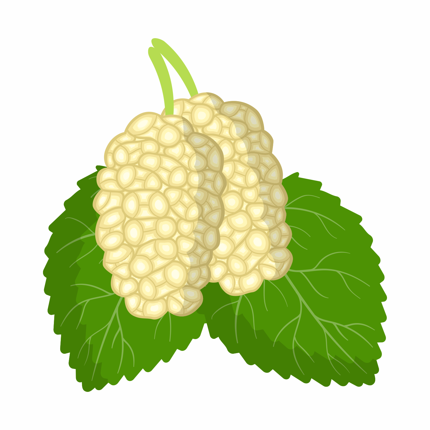 Morus Alba (White-Mulberry) Root Extract - ALODERMA