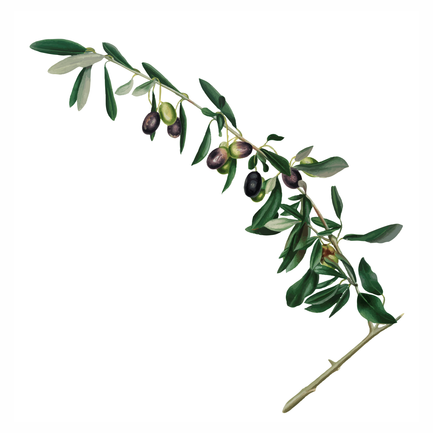 Olea Europaea (Olive) Leaf Extract: From Olive Branch to Luminous Skin - ALODERMA