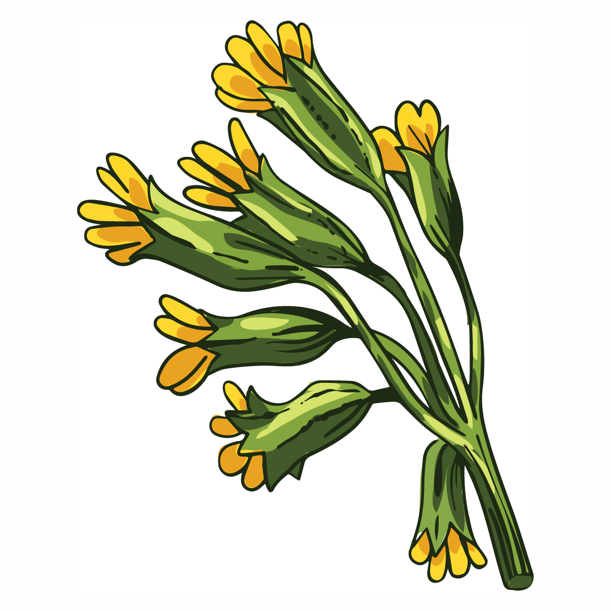 Primula Veris (Cowslip) Extract: Why Primula Veris Extract Brightens Y ...