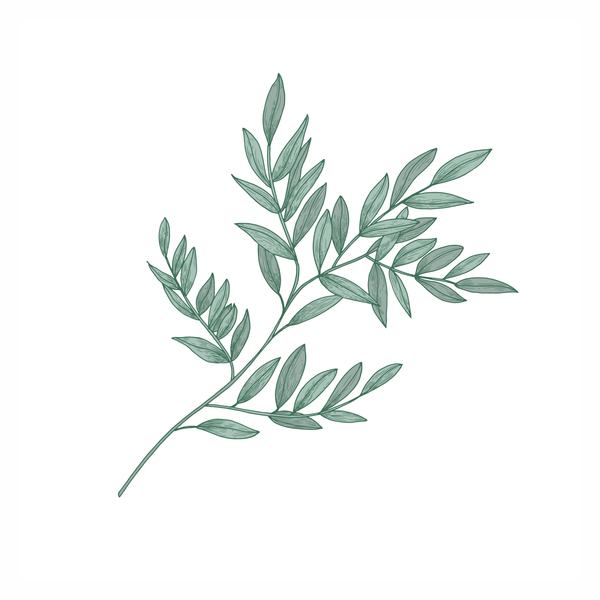 Ruscus Aculeatus (Butcher's Broom) Root Extract - ALODERMA