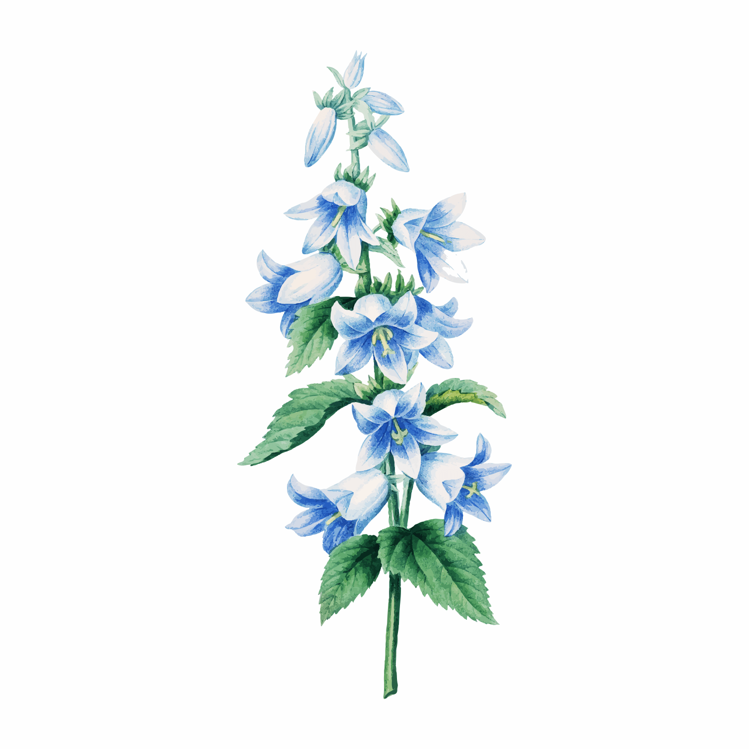 Scutellaria Alpina (Alpine Skullcap) Flower/Leaf/Stem Extract: Unlocking the Alpine Secret - ALODERMA