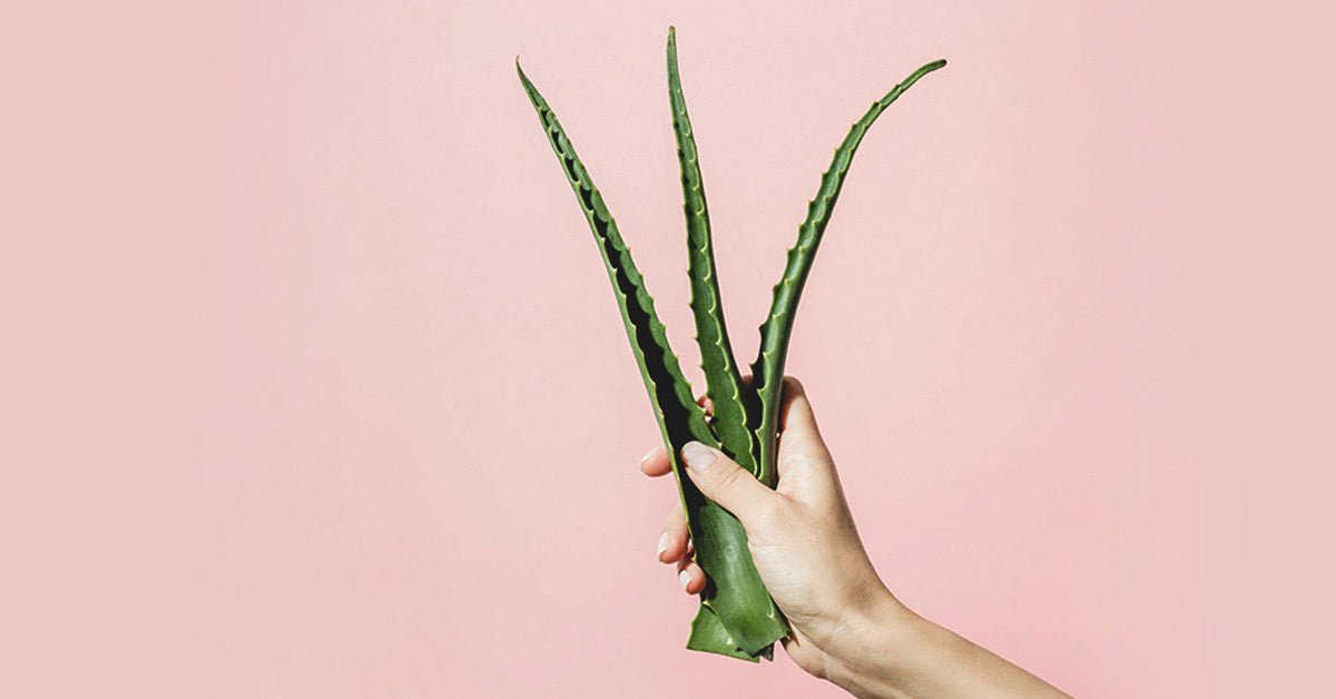 Using Aloe Vera on Scars - ALODERMA